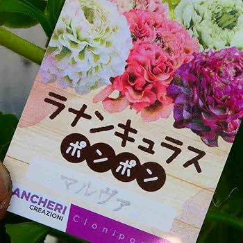 ラナンキュラス球根　ポンポンシリーズ　注文ページ Amazon | ラナンキュラス ポンポンシリーズ マルヴァ 超大輪 6号